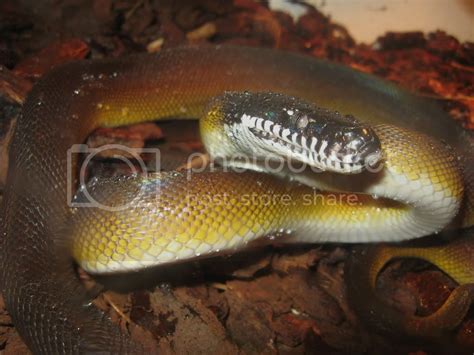 Dalberts White Lipped Python Reptile Forums