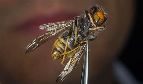 Deadly Asian Hornets Invade Uk And Pose Threat To Britain’s Honey Bee Nature News Express
