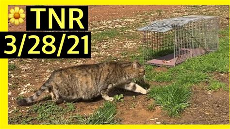 Trapping Feral Cats Tnr Trap Neuter Return In Wv 32821 Youtube