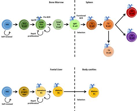Antibodies And B Cells Development Biochem123