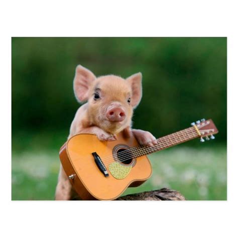 Pig Playing Guitar Ts On Zazzle