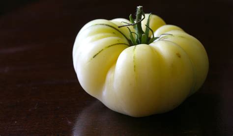 The Great White Tomato That Is Blog Growjoy