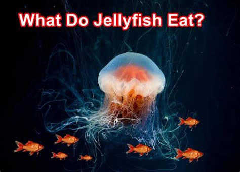 What Do Jellyfish Eat How Does It Consume Food