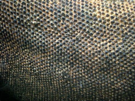 Komodo Dragon Skin Texture By Drachenvarg Stock On Deviantart