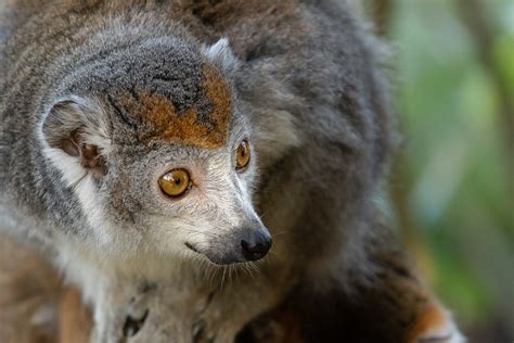 Free Images Nature Cute Looking Wildlife Zoo Portrait Mammal
