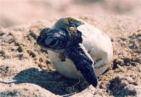 Its Sea Turtle Nesting Season For Floridas Gulf Coast Wusf