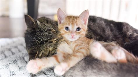 Mommy And Daddy Cats Loving Their Kittens Cutest Video Ever YouTube