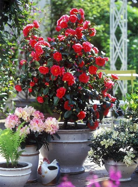 44 Best Shrubs For Containers Best Container Gardening Plants