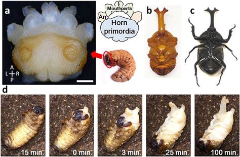 Pupation And Horn Primordia Of The Japanese Rhinoceros Beetle
