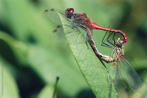 Dragonfly Reproduction By Urs Siedentop And Co Dragonfly Sex Stocksy