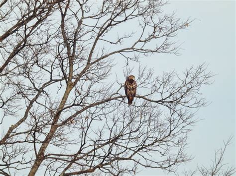 Red Tailed Hawk Surveys The Prairie On A Winter Day Perched High In A