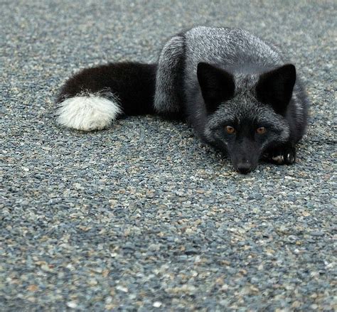 Beautiful Wildlife “ Silver Fox Kit By Matt Knoth ” Pet Fox Animals