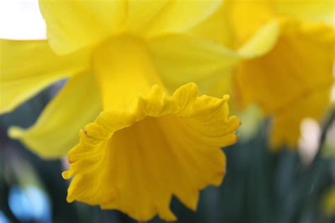 Tips To Care For Potted Daffodils Flower Press