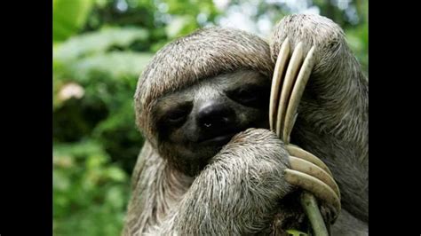 Evolution Of Sloths Youtube