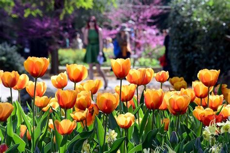 Spring Flowers 22 Gorgeous Pictures Around The World