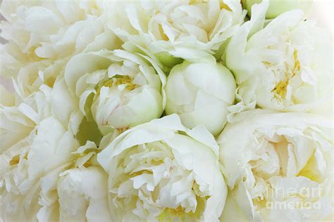 white peony flowers photograph by anastasy yarmolovich fine art america