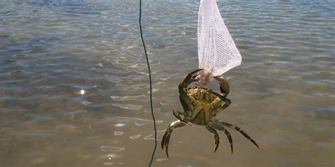 Guide To Crabbing Kids Love Cornwall Living
