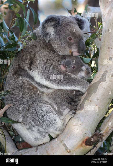 Mother And Joey Koalas Huddled Together Stock Photo Alamy