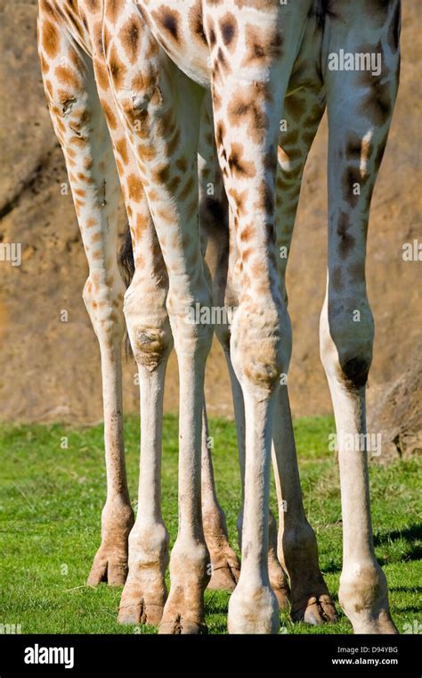 Giraffe Giraffa Giraffe Beine Stockfotografie Alamy