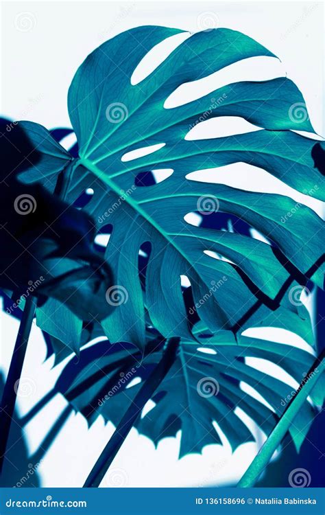 Blue White Indigo Tropical Texture Green Leaves Pattern Background