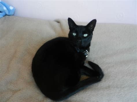 Beautiful Black Half Siamese Cat Needs Loving Home