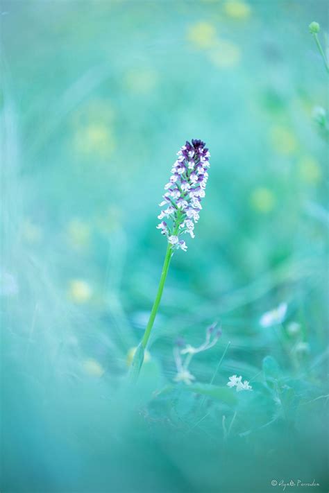 Dans Son Nid By Agnès Perrodon Orchidee Spring Blue Green