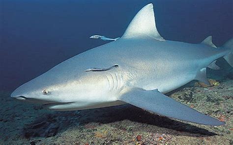 10 Interesting Bull Shark Facts My Interesting Facts