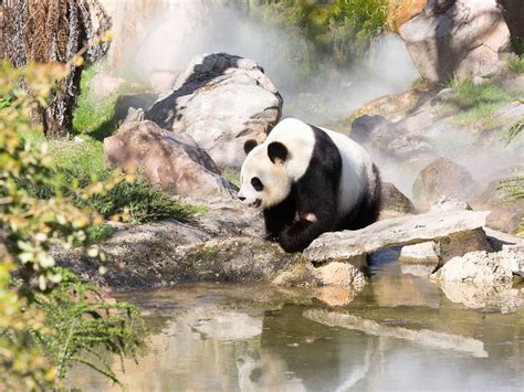 Panda Géant Zooparc De Beauval