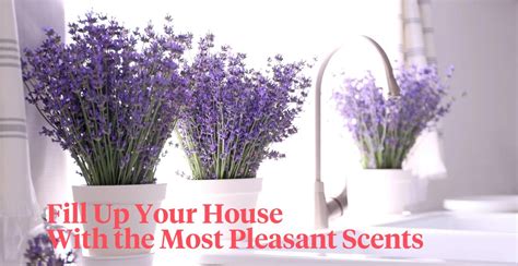 8 Fragrant Indoor Houseplants Thatll Make Your House Smell Lovely