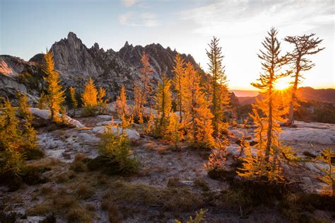 The Science Of Larches — Washington Trails Association