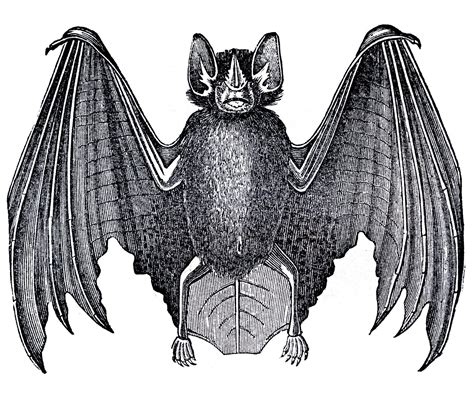 Bat Clip Art Black And White