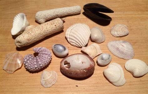 Genuine Sea Shells White Corals Coral Pieces Sea Shells