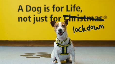 How Do Dogs Trust Help Dogs