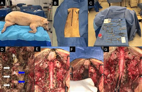 Laminectomía cervical posterior A Posición del porcino en decúbito