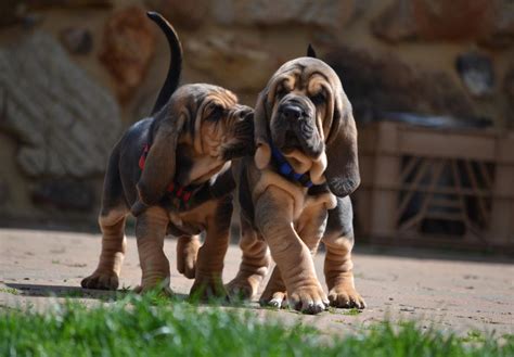 Bloodhound Puppies Behavior And Characteristics In Different Months