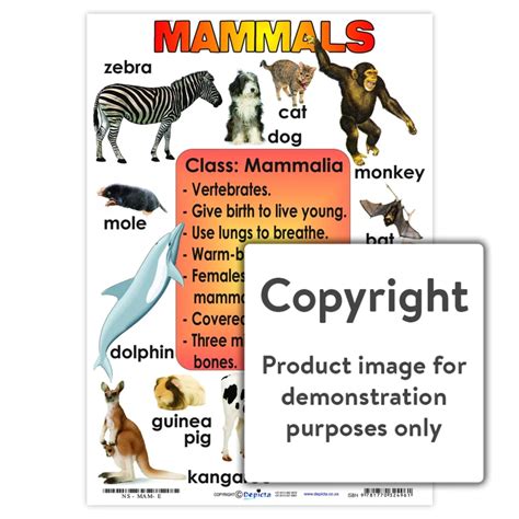 Mammals Chart Play School Room Cc