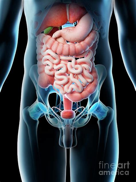 Male Abdominal Organs Photograph By Sebastian Kaulitzki Science Photo Library Pixels