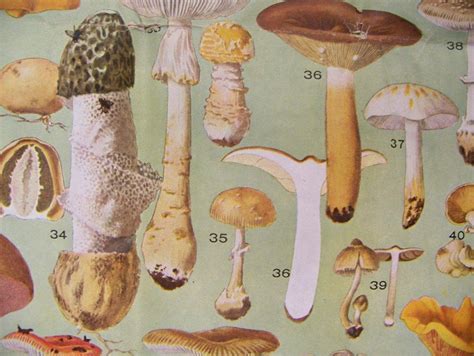 5892 Mushroom Hunting I Browse