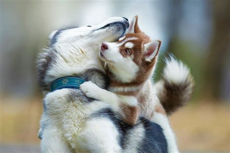 Are Huskies Cuddly Pet Owners Beware Husky Puppie Mag