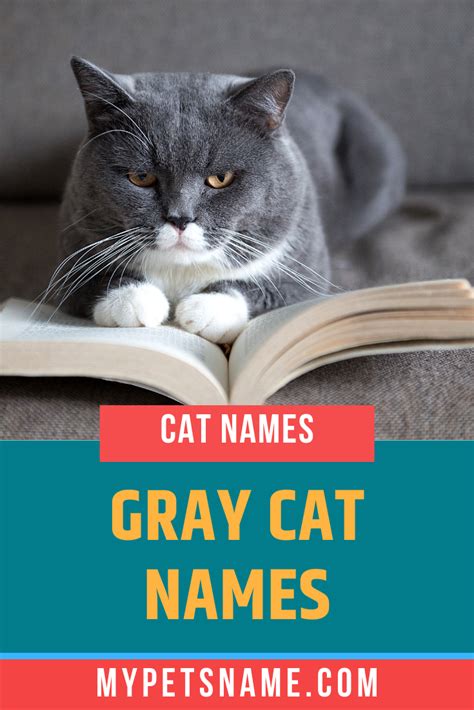 Gray Cat Names Grey Cat Names Cat Names Grey Cats