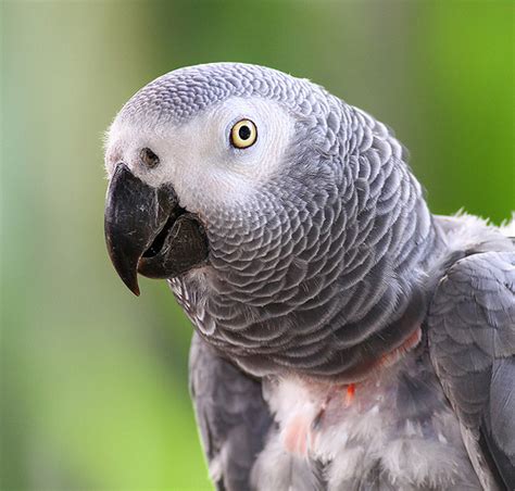 African Grey Parrot Facts Behavior Diet Habitat
