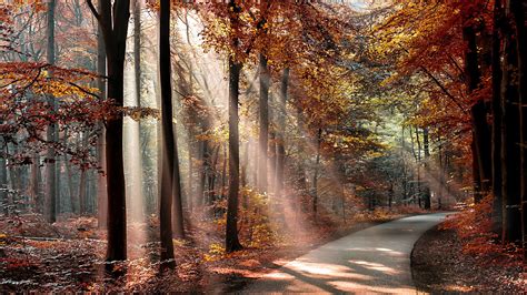 Nature Trees Forest Branch Sun Rays Road Fall Leaves Shadow