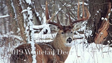 2019 Michigan Whitetail Deer In Pictures Estas Tonne Youtube