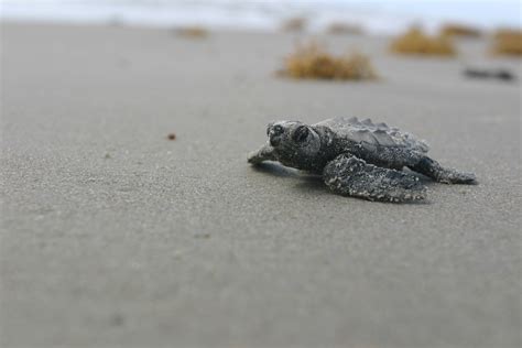 Kemps Ridley Sea Turtles Scramble To The Sea The National Wildlife