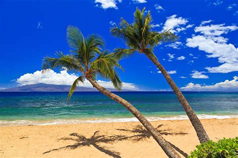 2 Palm Trees On A Sunny Day At A Beautiful Sandy Beach Photograph By