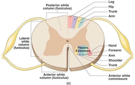 Ch 13 Spinal Cord Gross Anatomy Cross Section Flashcards Quizlet