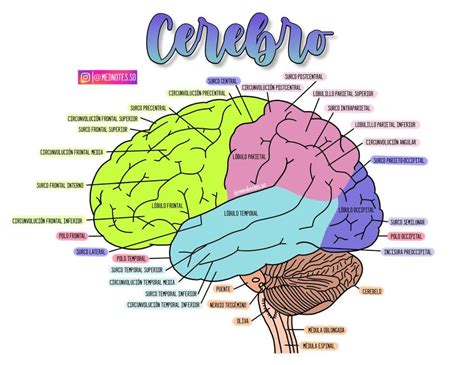 Cerebro Anatomía Neuroanatomía Udocz