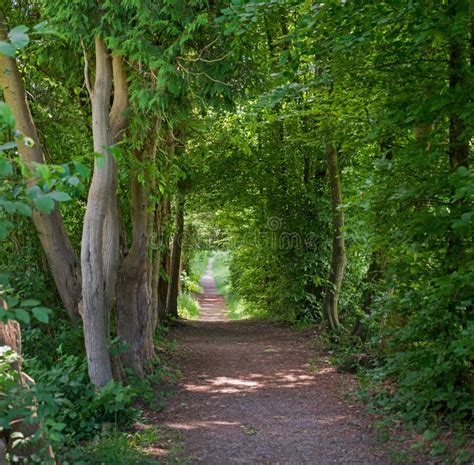 Footpath Through Green Alley Stock Photo Image Of Brown Path 247368340