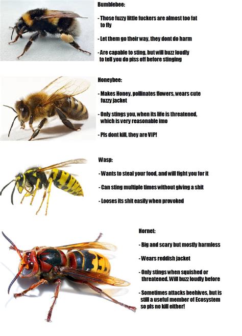 Useful Guide To Differentiate Between Wasps Bees And Hornets R
