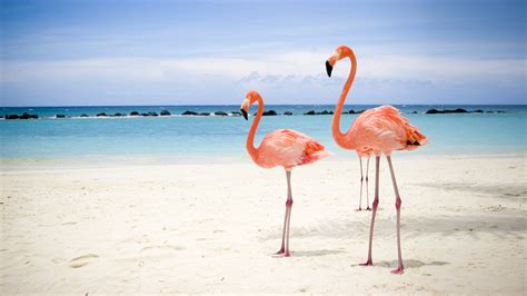 Cayo Coco Exotic Places Beautiful Cuban Flamingo Bird On